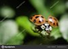 depositphotos_159852538-stock-photo-ladybug-flying-off-leaf.jpg